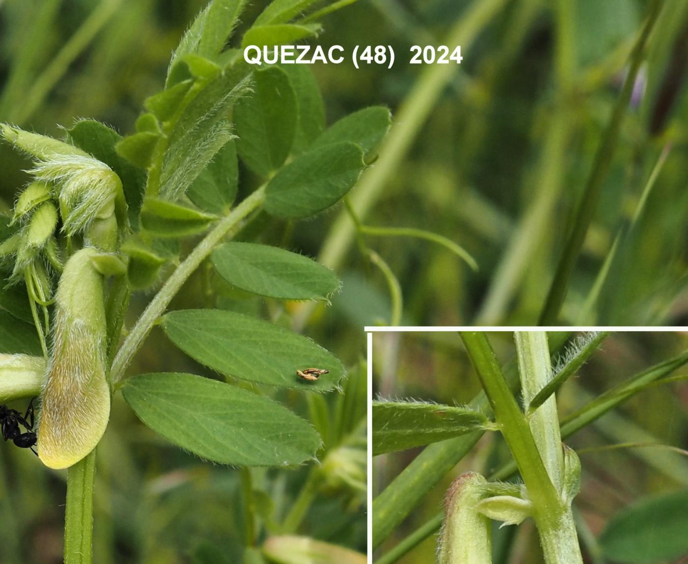 Vetch, Hairy Yellow leaf